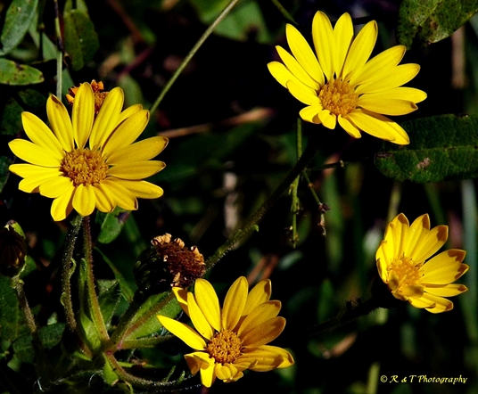 {Chrysopsis mariana}